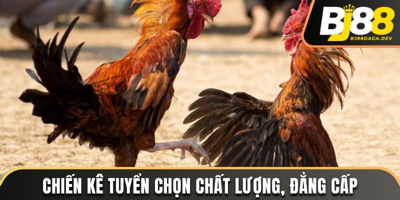 Chiến kê tuyển chọn chất lượng, đẳng cấp