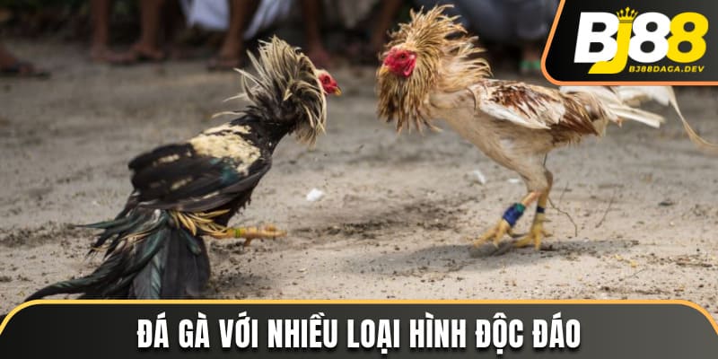 Đá gà với nhiều loại hình độc đáo