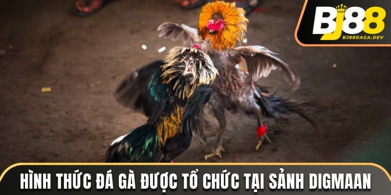 Hình thức chơi đá gà tại Digmaan