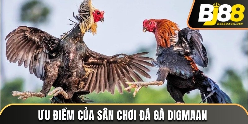 Ưu điểm của sảnh cược đá gà Digmaan